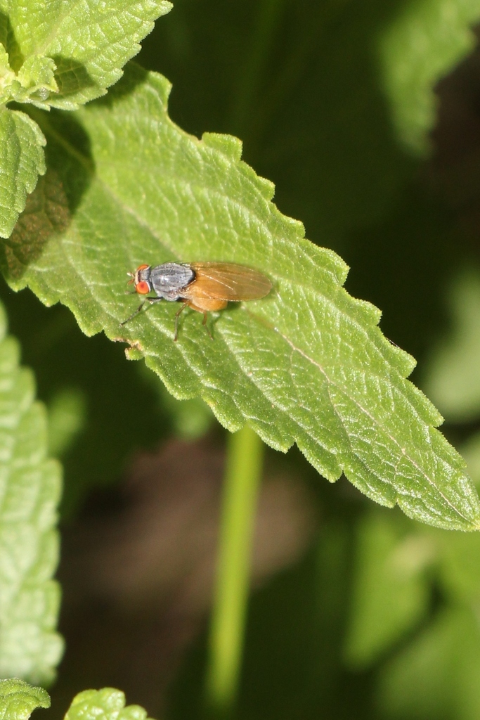 Minettia lupulina