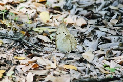 Morpho polyphemus polyphemus