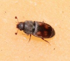 Nitidula carnaria