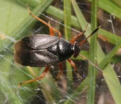 Capsus ater