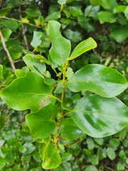 Griselinia