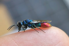 Chrysis fulgida