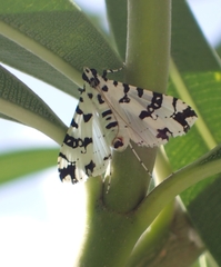 Conchylodes diphteralis