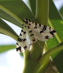 Conchylodes diphteralis