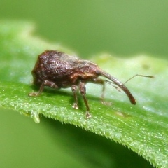 Anthonomus quadrigibbus