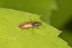 Hemicrepidius decoloratus