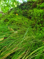 Poa stiriaca