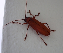 Strongylaspis corticaria