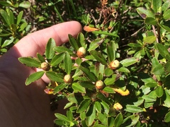 Rhododendron hirsutum