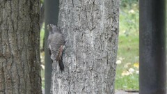 Colaptes auratus luteus × cafer