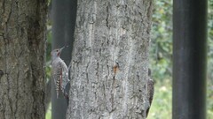 Colaptes auratus luteus × cafer