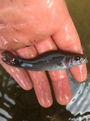 Aphredoderus sayanus