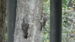 Colaptes auratus luteus × cafer