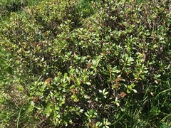 Rhododendron hirsutum