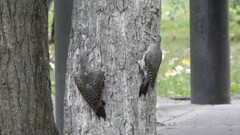 Colaptes auratus luteus × cafer