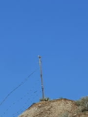 Chondestes grammacus