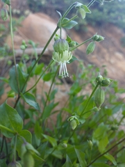 Silene campanulata