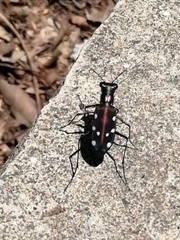 Cosmodela separata