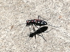 Cosmodela separata
