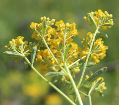 Odontarrhena muralis