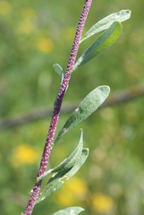 Odontarrhena muralis