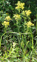 Odontarrhena muralis