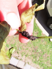 Phylloxera subelliptica