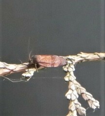 Cacoecimorpha pronubana