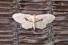 Idaea laevigata