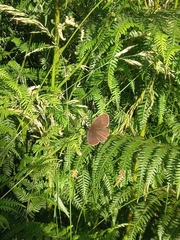 Aphantopus hyperantus