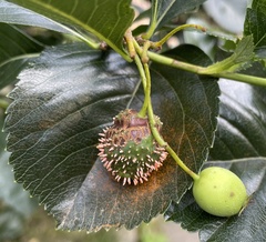 Gymnosporangium globosum