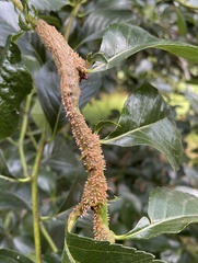 Gymnosporangium globosum