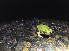 Anaxyrus debilis