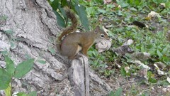 Tamiasciurus hudsonicus