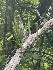 Brassavola nodosa