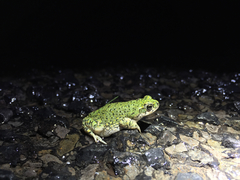 Anaxyrus debilis