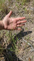 Dichanthelium meridionale