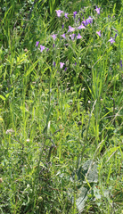 Campanula sibirica elatior