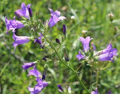 Campanula sibirica elatior