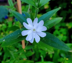 Silene latifolia