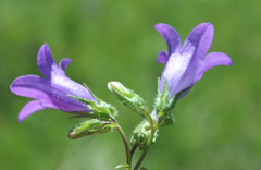 Campanula sibirica elatior