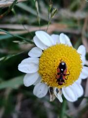 Horvathiolus superbus