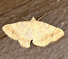 Frederickia subterminata