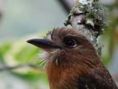 Malacoptila mystacalis