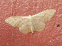 Idaea aversata
