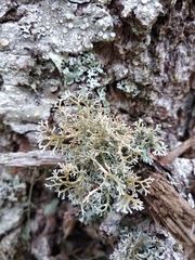 Sphaerophorus globosus