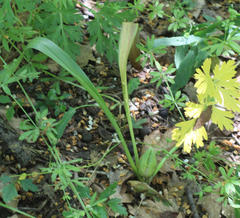 Colchicum umbrosum