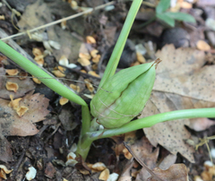 Colchicum umbrosum