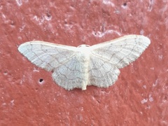 Idaea aversata