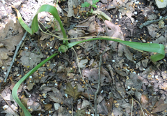 Colchicum umbrosum